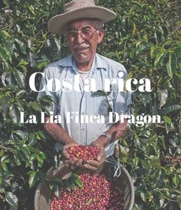 [스티즈커피] 코스타리카 La Lia Finca Dragon _ sls-024